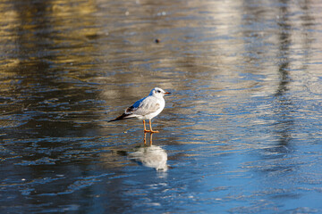 Seagull walking on a frozen lake