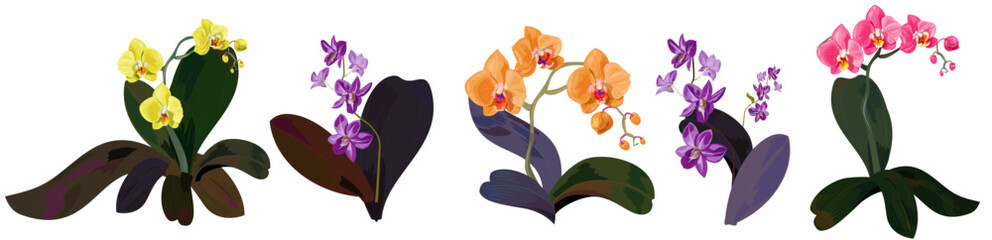 Horizontal border with Phalaenopsis and Dendrobium orchids. Red, purple, orange, yellow tropical flowers on white background. Panoramic view, realistic botanical illustration in watercolor style