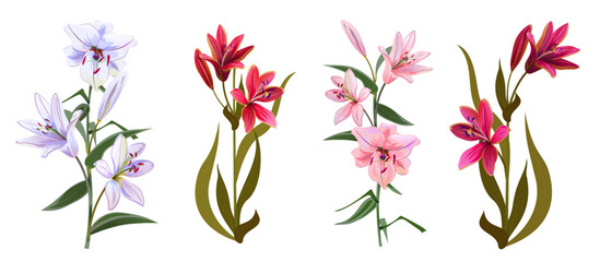 Collection of white, pink, red lilies (Lilium brownii). Big Lily realistic flowers in watercolor style. Panoramic view. Close up vector illustration for wedding anniversary card, birthday invitation