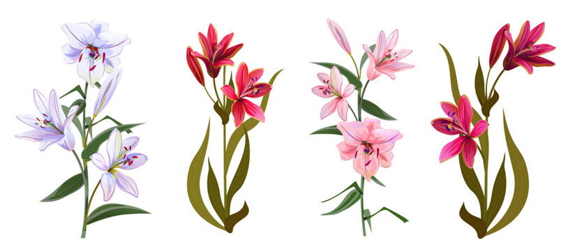 Collection of white, pink, red lilies (Lilium brownii). Big Lily realistic flowers in watercolor style. Panoramic view. Close up vector illustration for wedding anniversary card, birthday invitation