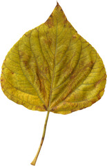 Digital png illustration of yellow leaf on transparent background