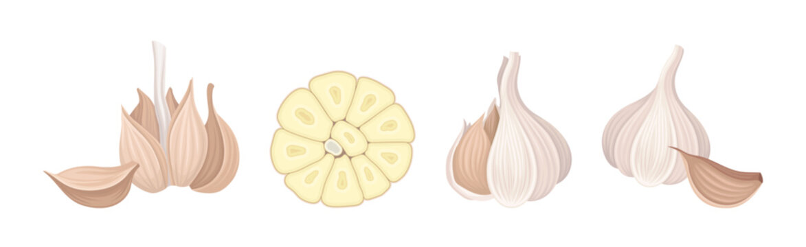 Garlic as Aromatic Healthy Condiment for Food Preparation Vector Set