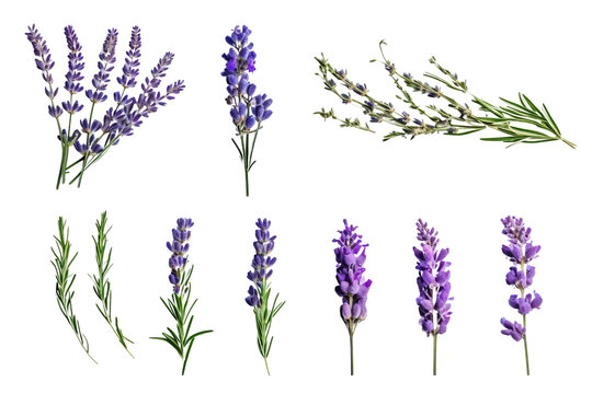 Set of Levander isolated on transparent background cutout PNG , ai generative