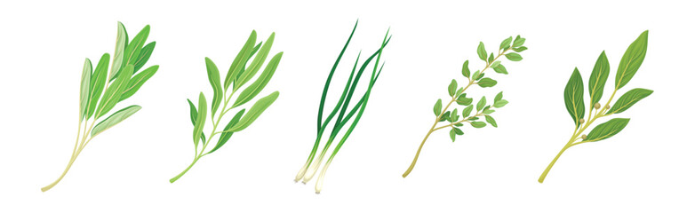 Kitchen Herbs or Potherbs as Spice and Condiment Vector Set