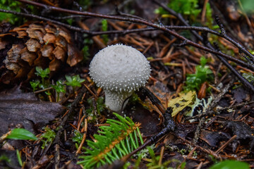 Lycoperdon perlatum, popularly known as the common puffball