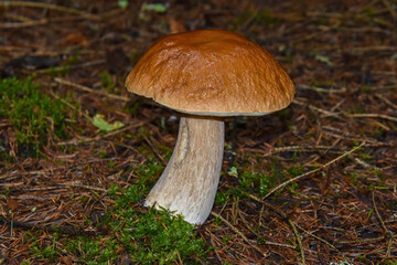 Beautiful boletus in the forest