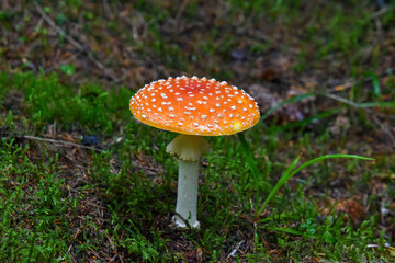 Amanita muscaria, commonly known as the fly agaric or fly amanita