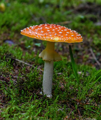 Amanita muscaria, commonly known as the fly agaric or fly amanita