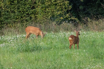 chevreuil dans les champs