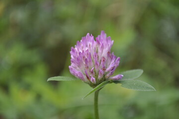 Obraz premium flower, nature, purple, plant, pink, summer, garden, flora, blossom, flowers, spring, macro, clover, allium, bloom, herb, color, onion, grass, wild, beauty, field, petal, chive, closeup