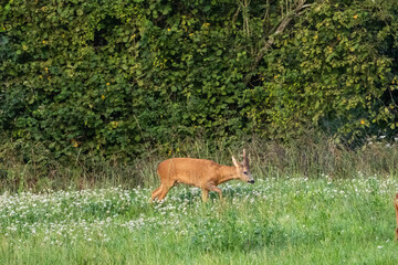 Fototapeta premium chevreuil dans les champs