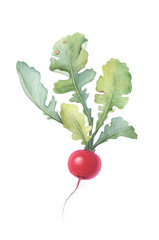 Radish Vegetables Watercolor Botanical Hand Drawn Illustration