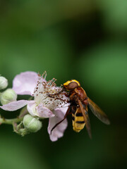 Bee on the blackberry flower