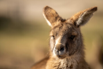 close up of a Beautiful kangaroo in the nsw Australian bush. Australian native wildlife in a national park in Australia.