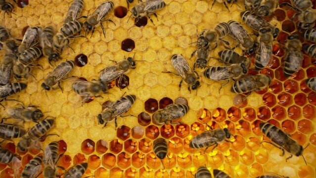 Bees family working on honeycomb in apiary. Life of Carniolan honey bee in hive