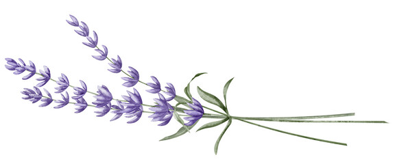 Bouquet of Lavender Flowers. Hand drawn watercolor illustration of Provence herbs on isolated background. Drawing for greeting cards or wedding invitations. Floral sketch for aromatherapy or medicine. © Alisles