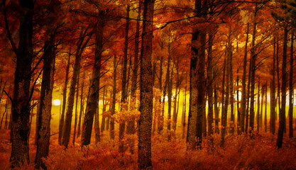 Digital png illustration of fall forest landscape on transparent background