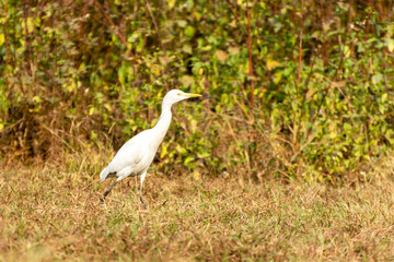 White heron finding victim in a forest bush