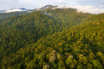 Fototapeta premium landscape of the tropical rainforest and mountains