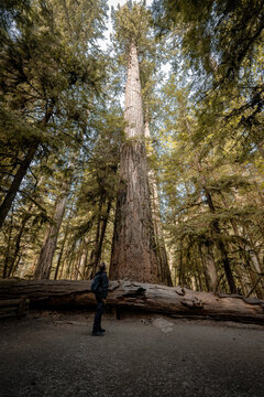 Mammutbaum im MacMillan Provincial Park