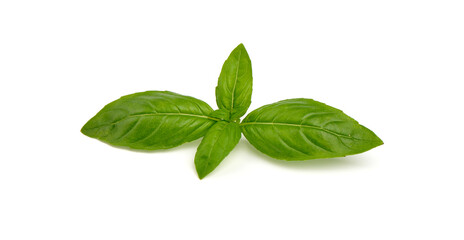 Fresh organic basil leaves, isolated on white background.