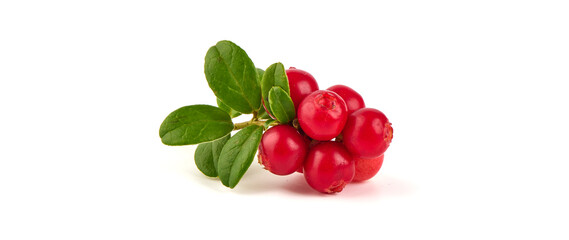 Fresh wild lingonberry berries with leaves, isolated on white background.