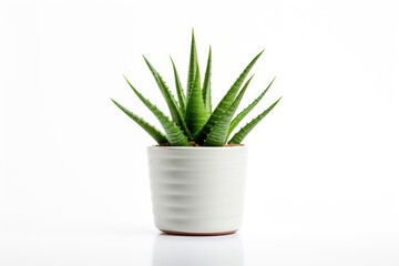 Small aloe vera plant in round pot isolated on white background.