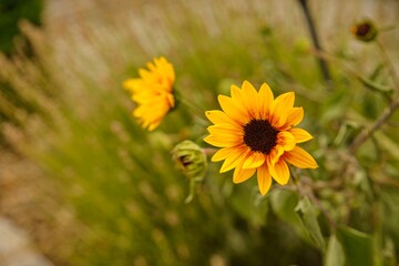 Minisonnenblume im Hausgarten
