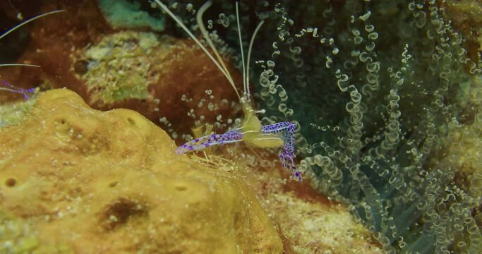  Pederson cleaner shrimp next to corkscrew anemone.