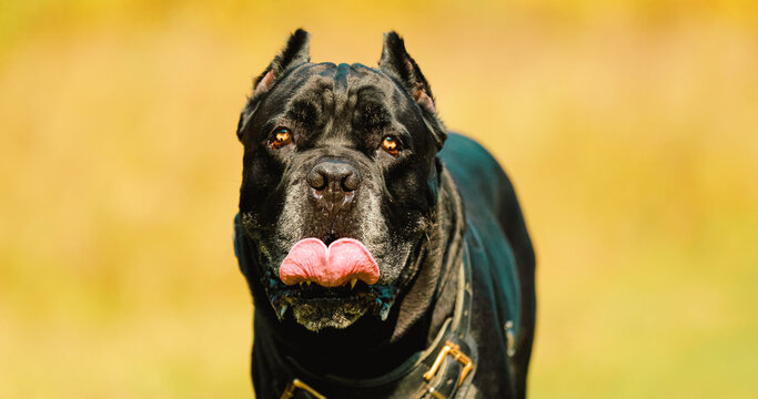 Black Cane Corso Dog Wears In Special Clothes Go Towards Camera. Big Dog Breeds.