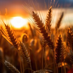 Golden Wheat Fields at Sunset - Studio Backdrops, Photoshop Overlays