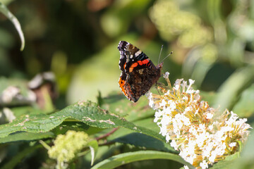 A beautiful butterfly that has landed on a leaf during the bright summer sun