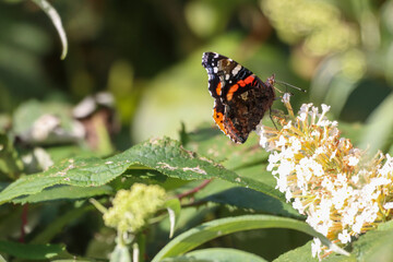 Fototapeta na wymiar A beautiful Red Admiral Butterfly that has landed on a blossom plant