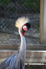 The gray crowned crane is a gruiform bird in the family Gruidae.