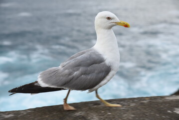 Fototapeta na wymiar Gulls are closely related to terns