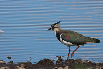 A beautiful animal portrait of a Lapwing bird standing at the edge of a lake