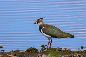 A beautiful animal portrait of a Lapwing bird standing at the edge of a lake