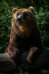 Kamchatka bear portrait in nature park