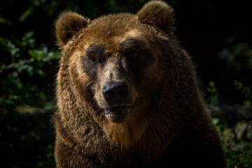 Obraz na płótnie Canvas Kamchatka bear portrait in nature park
