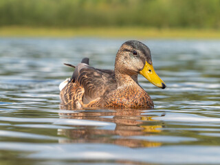 Portrait of female of mallard on the water. Close-up, selective focus