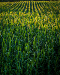 cornfields at sunset