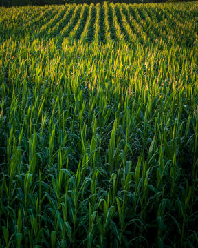 cornfields at sunset