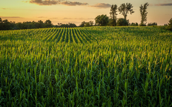 cornfields at sunset