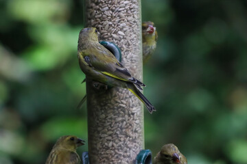 Beautiful songbirds eating nuts and seeds on a bird feeder