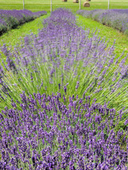 A field of lavender plants in full bloom, moving in the breeze