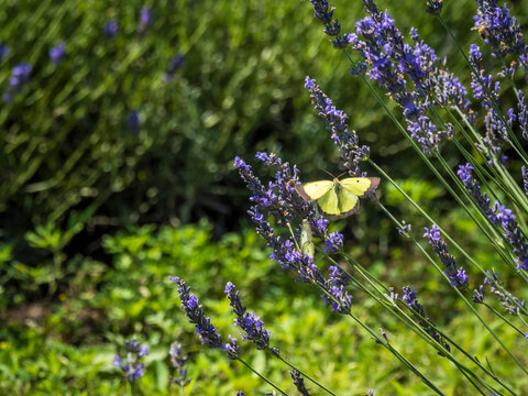 Yellow moth on purple lavender in full bloom