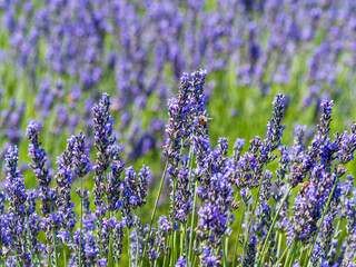 A field of lavender plants in full bloom