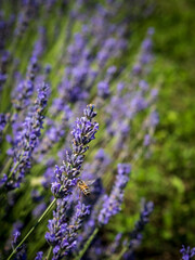 A field of lavender plants in full bloom shallow depth of field, close up