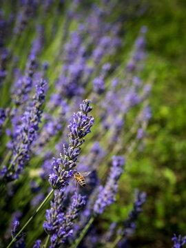A field of lavender plants in full bloom shallow depth of field, close up
