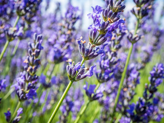A field of lavender plants in full bloom close up